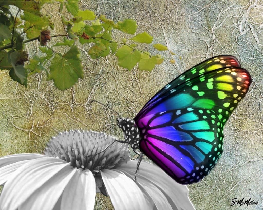 Butterfly on Daisy - Susanne McMillan Ar