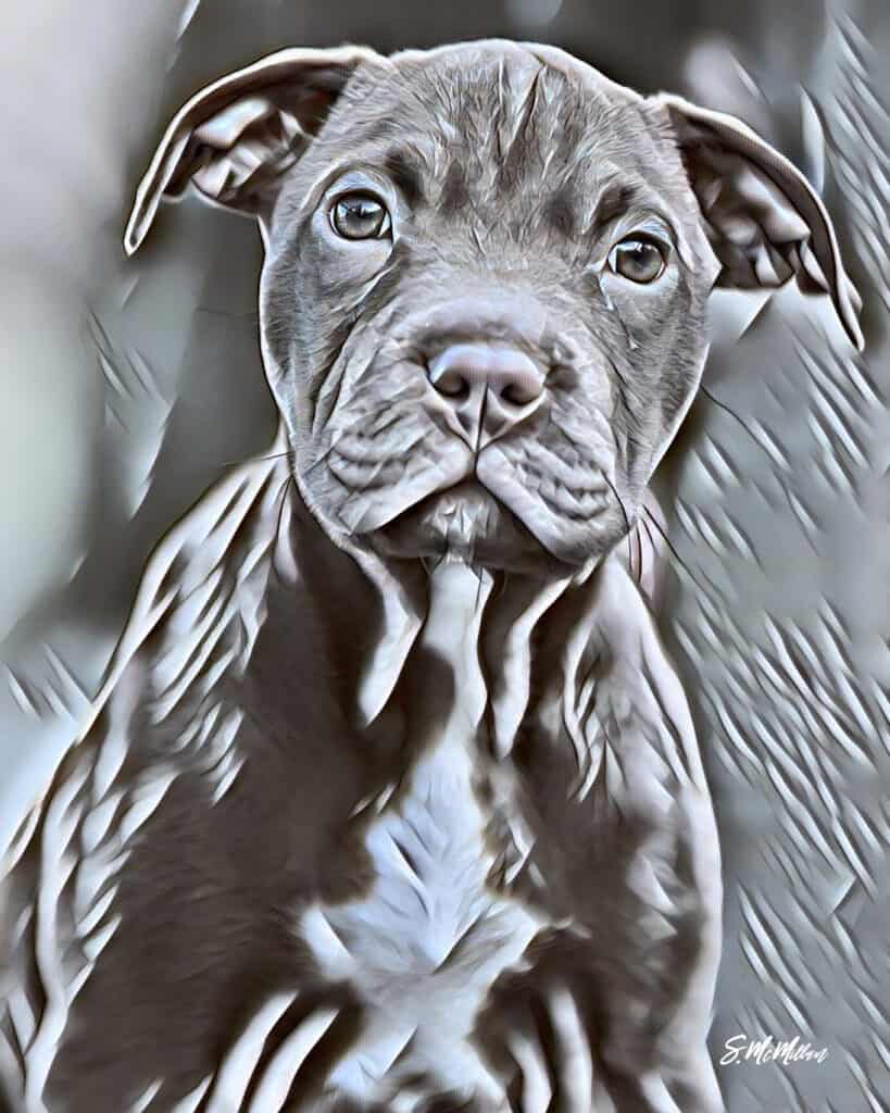 Pitty - Susanne McMillan Art