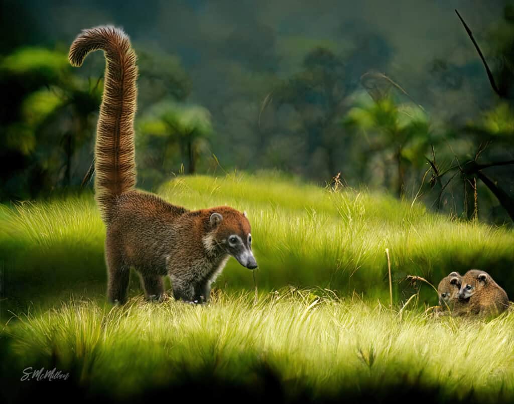 Belizean Art - Coatimundi by Susanne McMillan Art