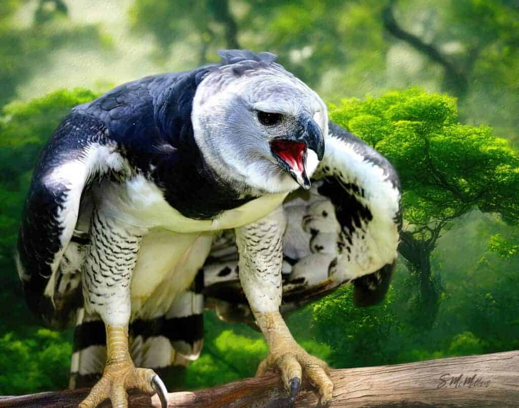 Belizean Art - Harpy Eagle by Susanne McMillan Art