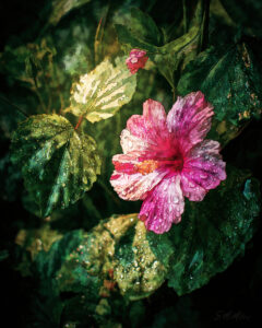 Hibiscus - Susanne McMillan Art